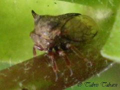 Membracidae