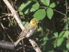 Serinus serinus