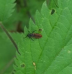 Omalisus fontisbellaquei