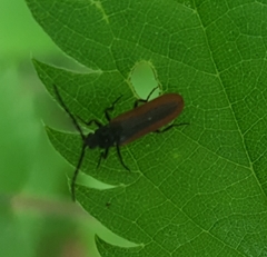 Omalisus fontisbellaquei