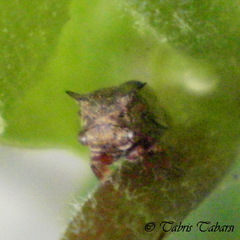 Membracidae