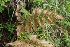 Dryopteris erythrosora