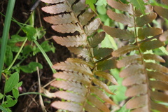 Dryopteris erythrosora