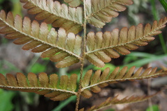 Dryopteris erythrosora