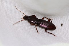 Stenomorphus californicus