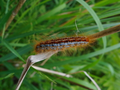 Malacosoma castrense