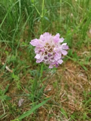 Armeria maritima elongata