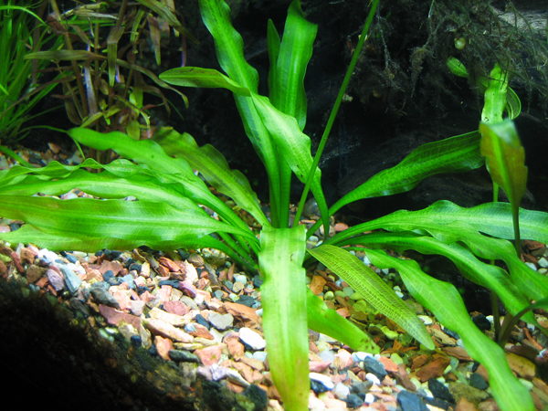 Madagascar Sword Plant