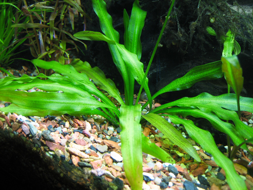 Madagascar Sword Plant (Aponogeton undulatus)