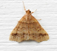 Phalaenophana pyramusalis