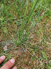 Armeria maritima elongata