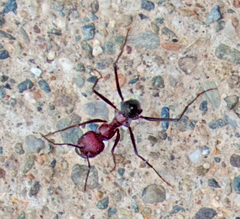 Cataglyphis nodus