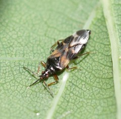 Anthocoris nemoralis