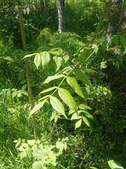 Fraxinus nigra image