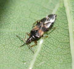 Anthocoris nemoralis