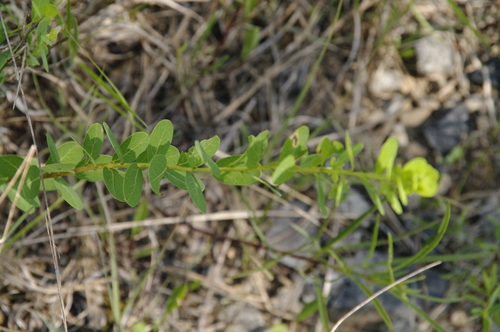 Image of Phyllanthopsis phyllanthoides by (c) Eric Knight, some rights reserved (CC BY)