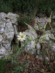 Lactuca tuberosa
