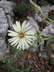 Lactuca tuberosa