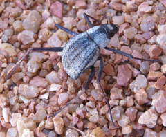 Onymacris