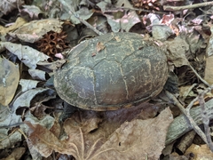 Kinosternon subrubrum