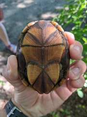 Kinosternon subrubrum