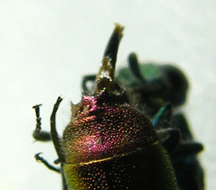 Chrysis ignita