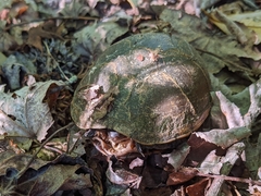 Kinosternon subrubrum