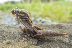 Phanogomphus spicatus