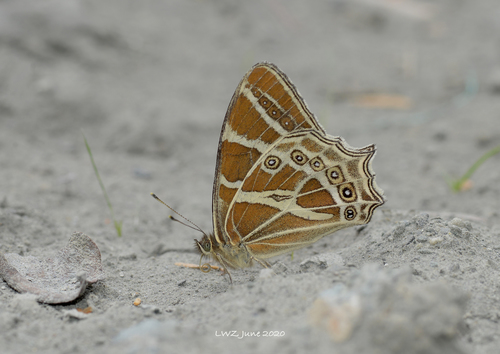 Lethe yunnana · iNaturalist