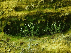 Mononeuria cumberlandensis