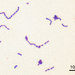 Streptococcus mutans - Photo (c) Y Tambe, algunos derechos reservados (CC BY-SA)