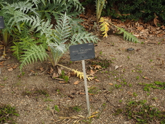 Salvia × sylvestris