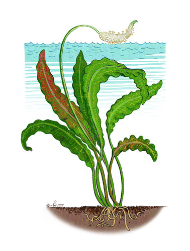 Aponogeton rigidifolius thumbnail
