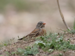 Emberiza buchanani