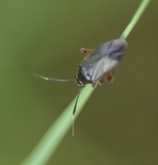 Capsus