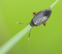 Capsus