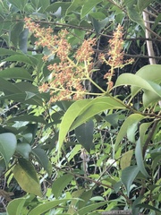 Ligustrum lucidum