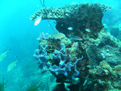 Callyspongia