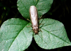 Peltoperlidae