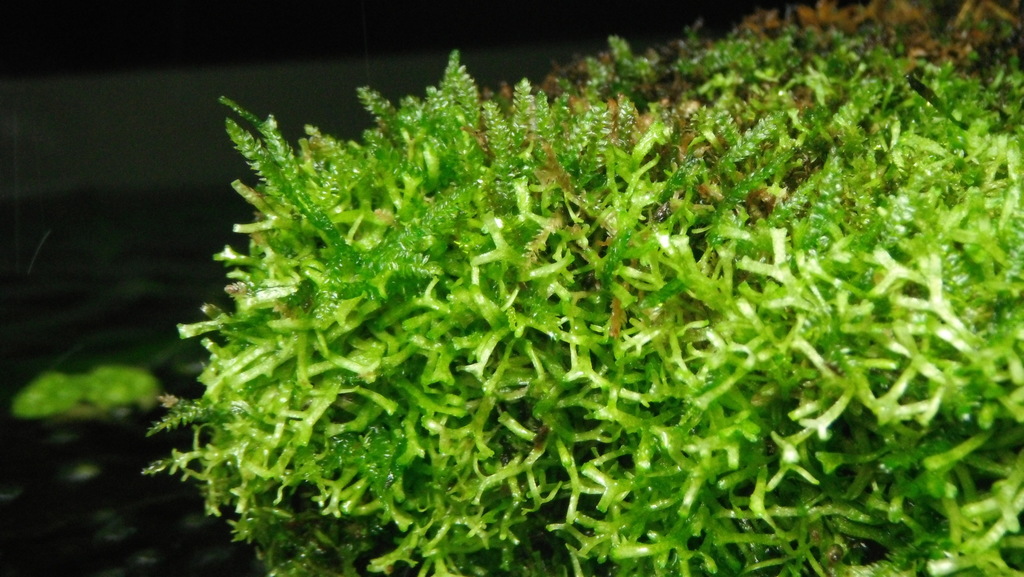 Mousse de Noël (Vesicularia montagnei)
