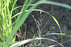 Leptochloa
