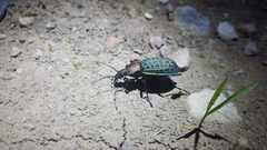 Carabus