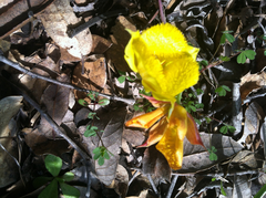 Calochortus monophyllus