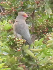 Urocolius indicus indicus