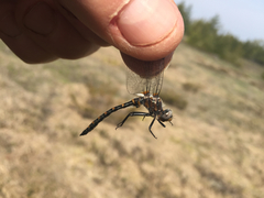 Williamsonia lintneri