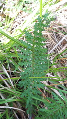 Pedicularis gyroflexa