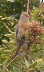 Urocolius indicus indicus