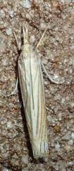 Crambus laqueatellus