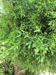 Viscum cruciatum