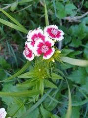 Dianthus barbatus